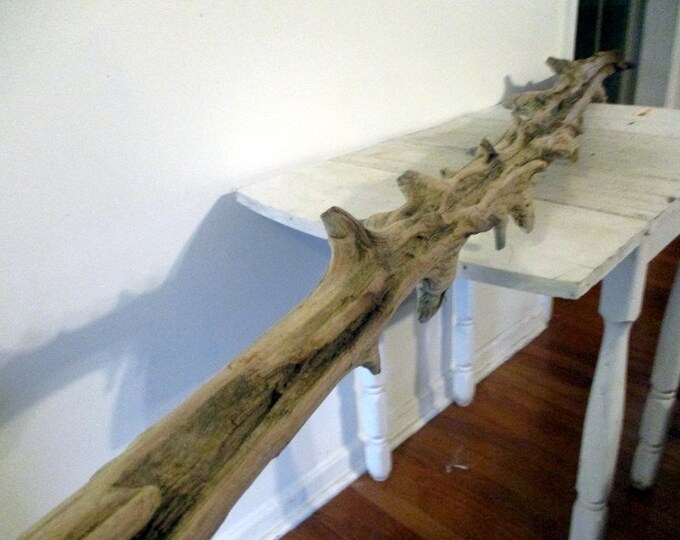 Beautiful Medium Cedar Driftwood Tree and Limb Buds Freshwater Drift