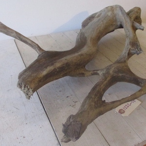 Gnarly Medium / Large Freshwater Driftwood Piece  root piece Gorgeous bends and turns Several end pieces have been cut 1222-18