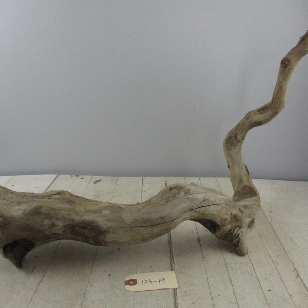 Interesting Medium sized Long Curving Root Driftwood Freshwater Drift Wood Great  Piece Unique Curvy Root cut at one end 124-19