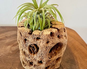Wood Air Plant Holder | Wood Air Plant | Air Plant Holder | Challa Wood | Unique Air Plant Holder | Boho Decor | Air Plant | Office Gifts
