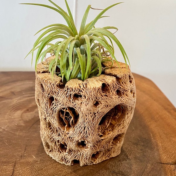 Wood Air Plant Holder | Wood Air Plant | Air Plant Holder | Challa Wood | Unique Air Plant Holder | Boho Decor | Air Plant | Office Gifts