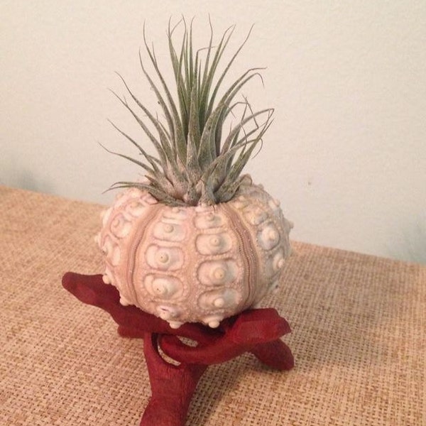 Sea Urchin, Urchins, Air Plant, Tillandsia in a Sputnik Sea Urchin Shell with Wood Stand, Housewarming Gift, Wedding Favor