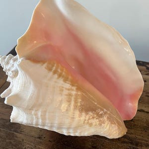 May include: A large conch shell with a smooth, pearlescent surface. The shell displays a gradient of colors, including creamy white, soft pink, and golden-brown hues. The shell's intricate spiral structure is visible.