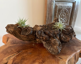 African Mopani Wood Air Plant Display – 2 Large Tillandsia, Rustic Driftwood Decor