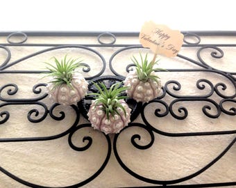 Tillandsia Air Plants in Sputnik Seeigel Shell 3er-Set, Geschenkset und tolles Geschenk für Sie oder zu Ostern, das einzigartig ist