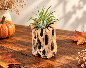 Cholla Wood Air Plant Holder Unique Boho Decor Wood Air Plant Holder Wood Challa Wood Unique Air Plant Holder Boho Decor Unique Fall Gifts