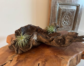 Driftood Air Plant Display with 2 Large Tillandsia Rustic Driftwood Decor