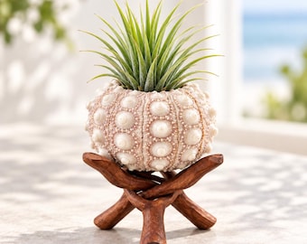Air Plant Gift Live Air Plant Sputnik Sea Urchin Shell Ionantha Airplant Rubra Ionanathas Air Plant Collection Tillandsia Wood Stand One