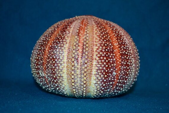 Oursin De Mer Manche Oursin De Mer Shell Plage Côtière Decor Mise En Scène Nautique Plage Decor 4 5 Oursin De Mer Grand à Très Grand Xl