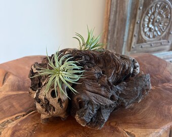 African Mopani Wood Air Plant Display – 2 Large Tillandsia, Rustic Driftwood Decor