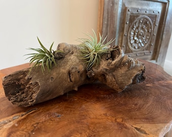 African Mopani Wood Air Plant Display – 2 Large Tillandsia, Rustic Driftwood Decor