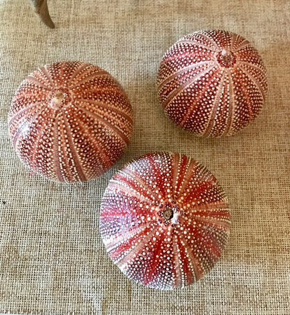 3 Large Urchin Three English Channel Sea Urchin Shell Etsy