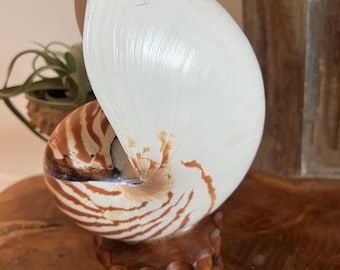 Nautilus Shell Night Light Tiger Whole Natural Nautilus Shell 6 inch with Wood Stand Nautilus Seashell Stripes Real Specimen Shell