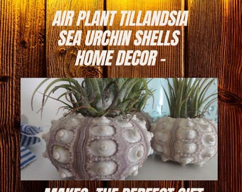 Air Plants, Sea Urchin, Urchins, Air Plant, Tillandsia in a Sputnik Sea Urchin Shell with Clear Stand, Work Birthday Gift, Office