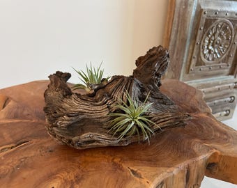 African Mopani Wood Air Plant Display 2 Large Tillandsia, Rustic Driftwood Decor