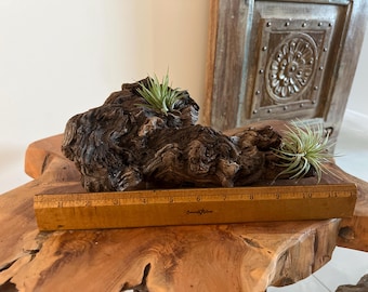 African Mopani Wood Air Plant Display – 2 Large Tillandsia, Rustic Driftwood Decor