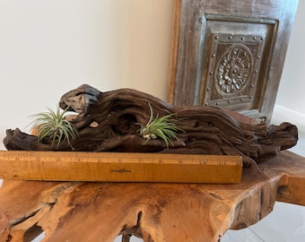 African Mopani Wood Air Plant Display – 2 Large Tillandsia, Rustic Driftwood Decor