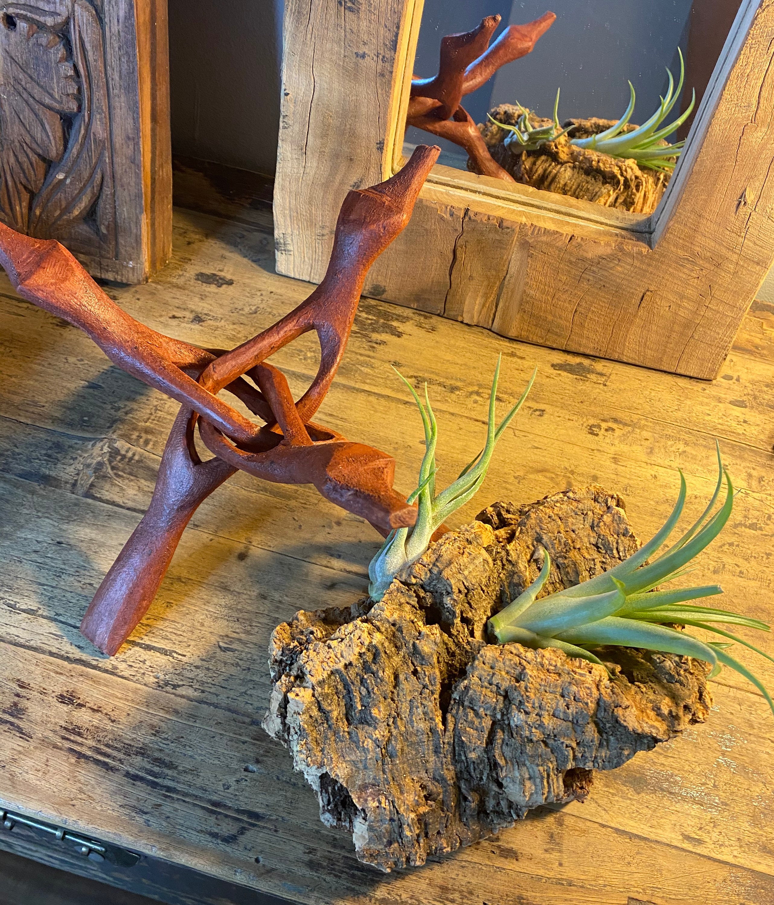Cork Bark With 2 Assorted Tillandsia Air Plants Live Air Plant