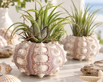 Air Plant in Sea Urchin Shell Set of 2 Unique Home Decor Sputnik Sea Urchin Shell Gift for Her Unique Housewarming Office Gift for Him