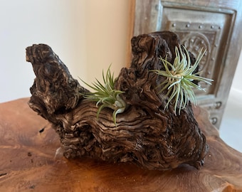 African Mopani Wood Air Plant Display – 2 Large Tillandsia, Rustic Driftwood Decor