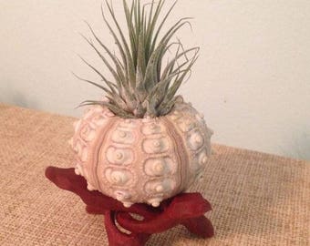 Unique Gift, Air Plant in Silver Sea Urchin, Urchins, Air Plant, Tillandsia in a Sputnik Sea Urchin Shell with Clear Lucite Stand, Birthday