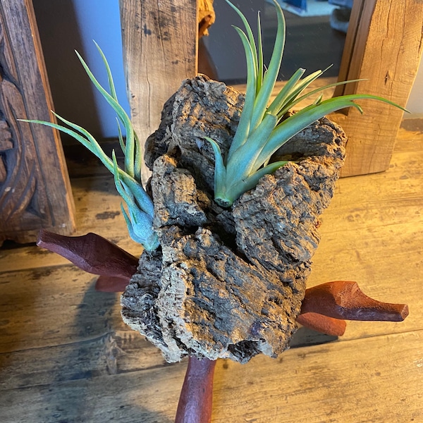 Air Plants on Cork Etsy