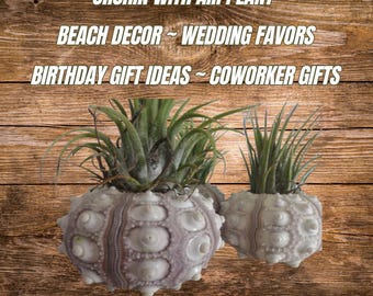 Air Plant Holder, Sea Urchin, Urchins, Air Plant, Tillandsia in a Sputnik Sea Urchin Shell with Clear Lucite Stand, Unique Birthday Gift