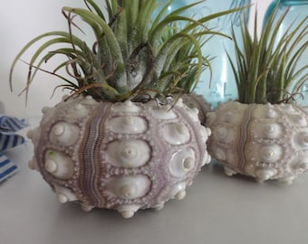Sea Urchin, Beach Decor, Sea Urchins, Airplant in Urchin, Sea Urchin Shell - Set of 2, Free Gift Wrap Available, Gift for Her, Unique Gift