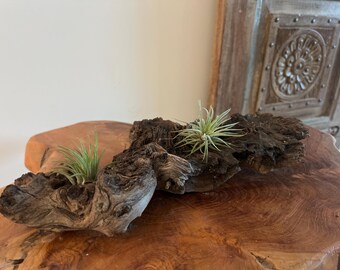 African Mopani Wood Air Plant Display – 2 Large Tillandsia, Rustic Driftwood Decor