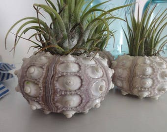 Sea Urchin, Urchins, Air Plant, Tillandsia in a Sputnik Sea Urchin Shell with Clear Lucite Stand, Work Birthday Gift, Office