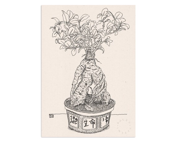 ulmus japonica bonsai Ulmus parvifolia 'Hokkaido' 8 Inch Ceramic – The Garden Corner main image 1