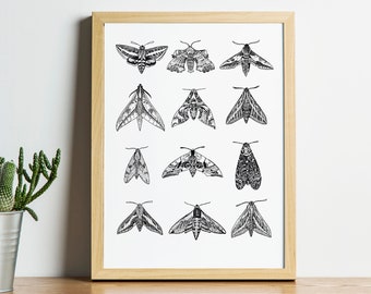 Hawk Moths: Natural History Insects A4 Signed Artist Print