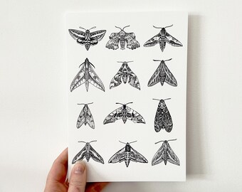 Hawk Moths: A5 Artist Print Greeting Card