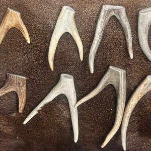 Forked Deer Antler Crafting Tips - (Choose Size and Quantity) - A Grade - Premium Deer Antler Tines for Jewelry Making, Antler Crafts