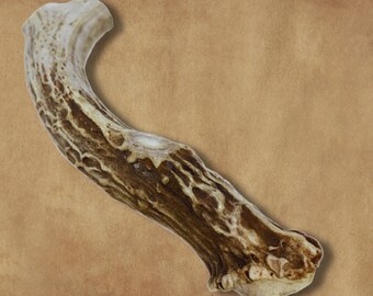 LARGE- Deer Antler for Dogs- Organic Antler Dog Chew  - Grade A Naturally Shed Antlers - also for Knife Handles / Crafts /Decor