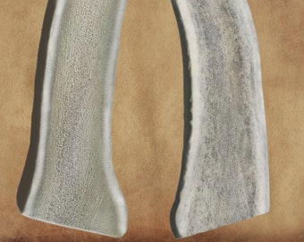 2 Pack - Large Split Elk Antler for Dogs: Natural Organic Chew