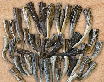24 Pack - Deer Antler (Gnarly) Brow Tine Crafting Tips - Points- Pendant * PICK YOUR SIZE* - Premium Grade A