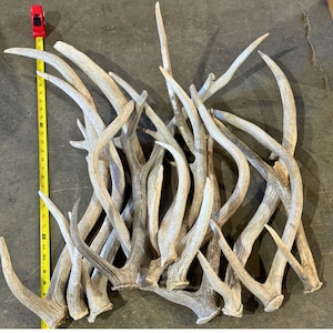 5 Pounds of Large Axis Deer Antler Sheds - Grade A/B- Naturally Shed - Lot Bulk Craft Antlers