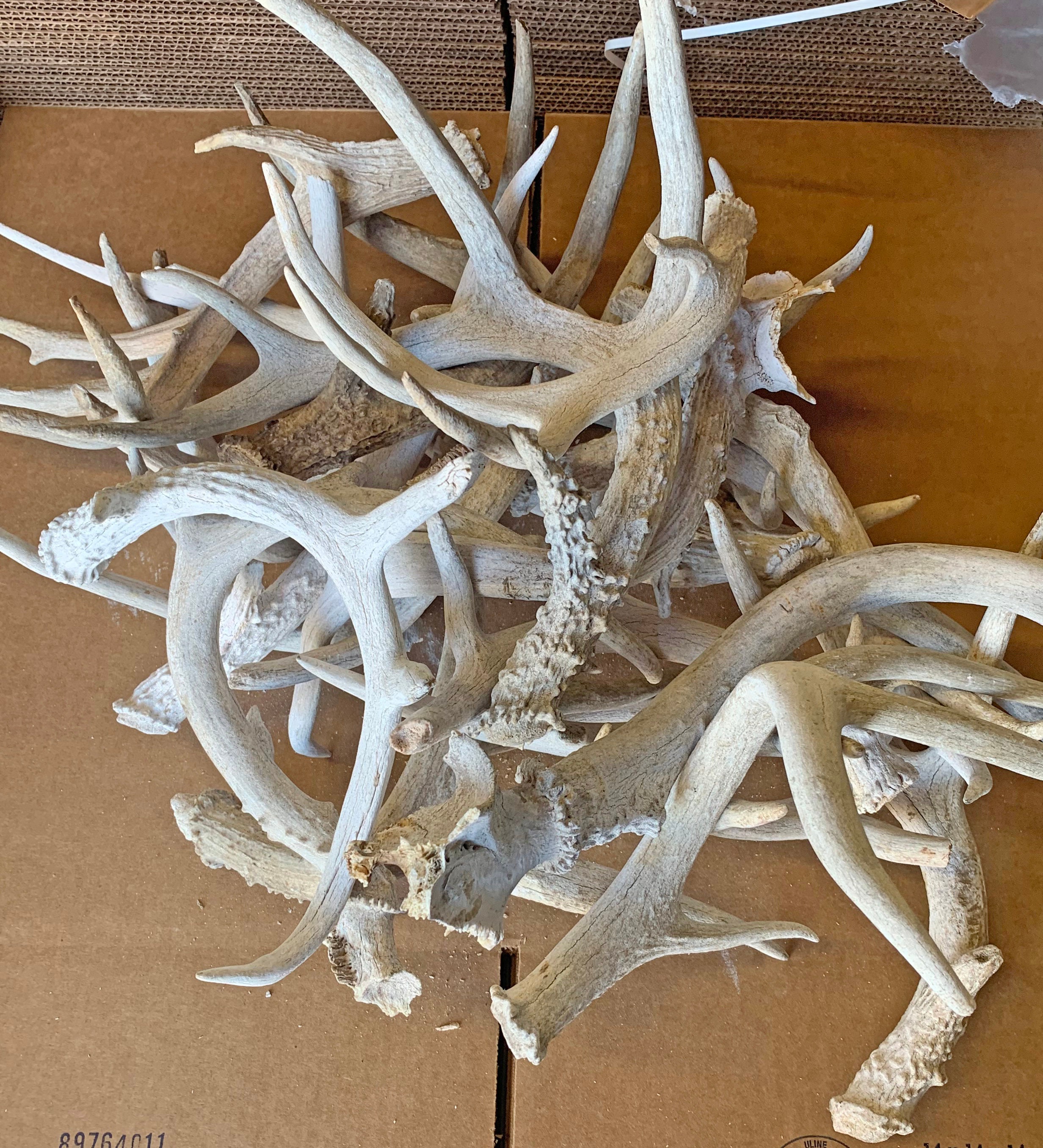 Bulk Large Deer Antlers 3 Grade Home Decor Dog Chew Etsy