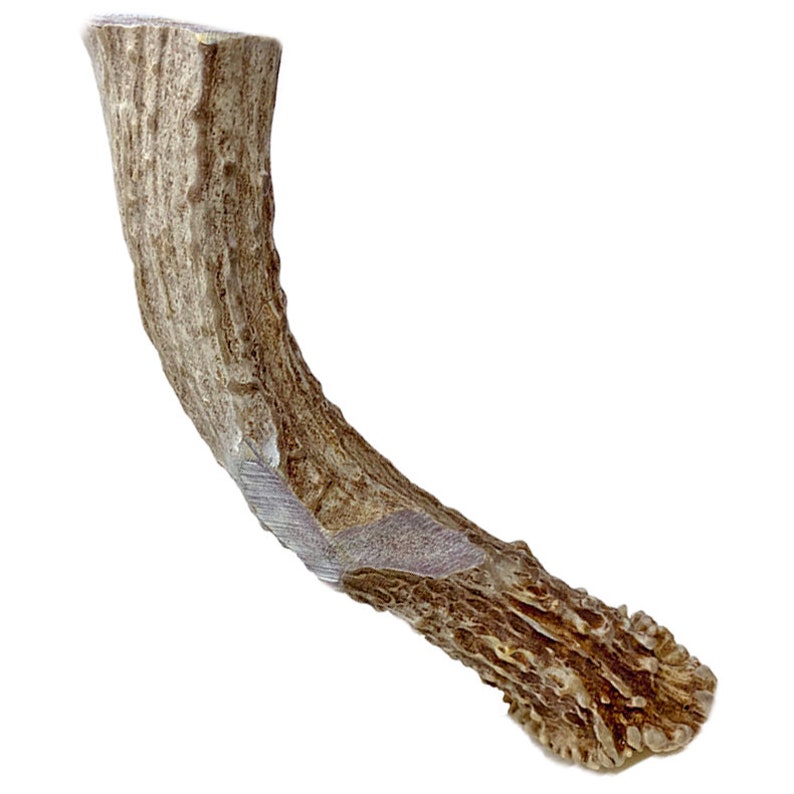 Extra LARGE 8 Deer Antler for Dogs All Natural Dog Chew Etsy