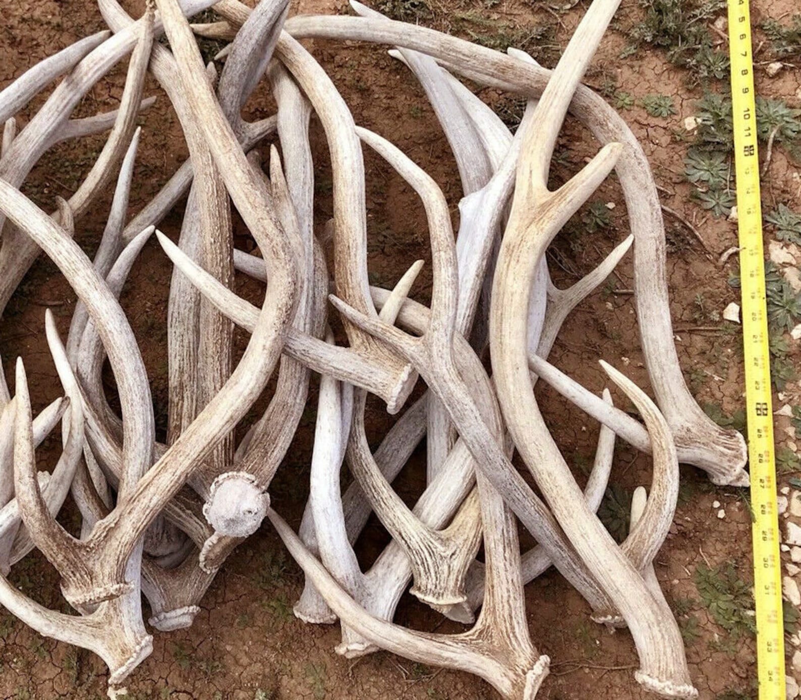 5 lbs of Axis Deer Antler Sheds Grade A Natural Shed Lot Etsy