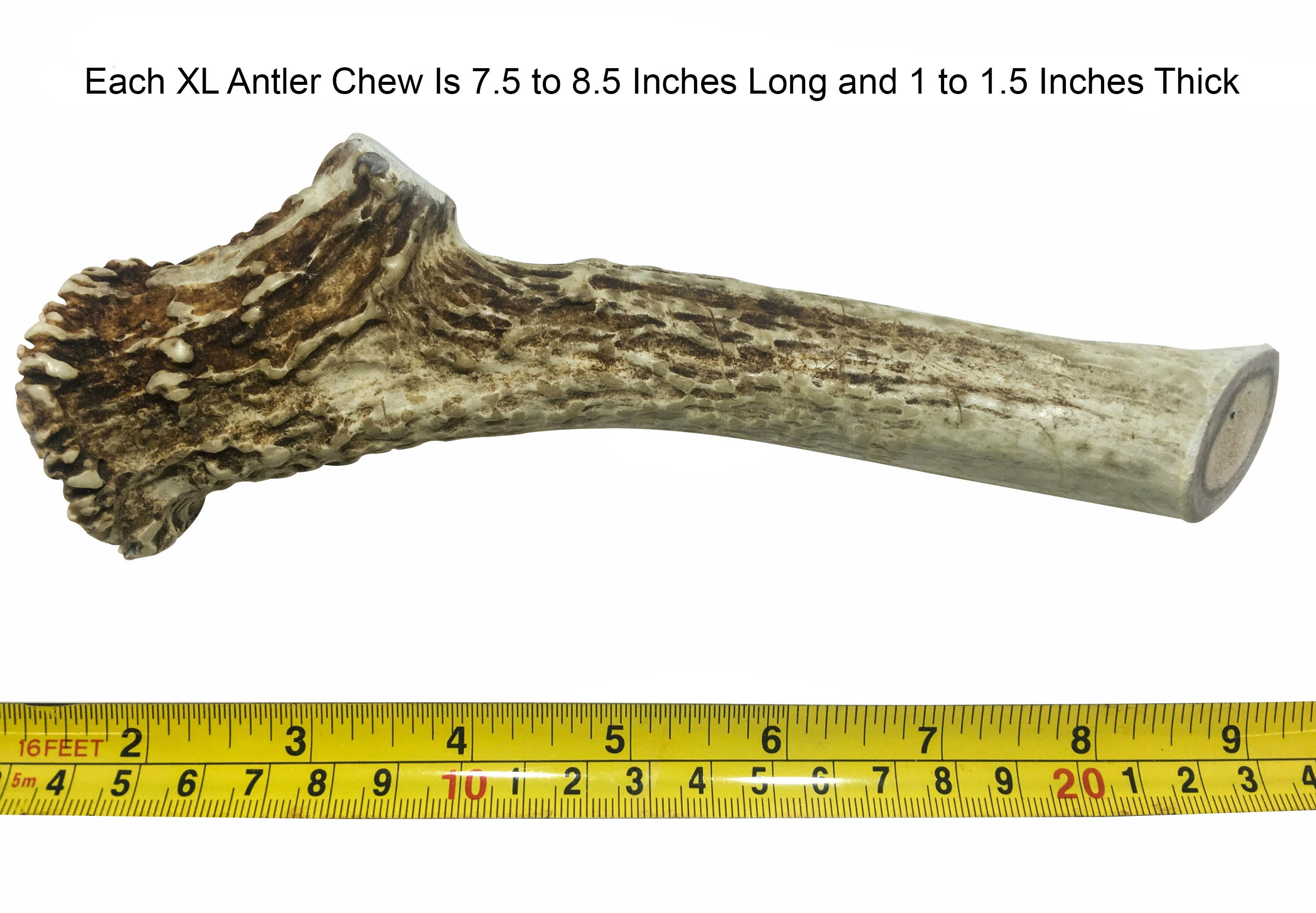 Extra LARGE 8 Deer Antler for Dogs All Natural Dog Etsy
