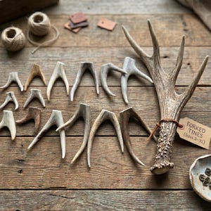 May include: A collection of forked tines, likely deer antlers, in various sizes and shades of brown and tan, arranged on a rustic wooden surface. A large antler is tied with a leather cord and a tag that reads "Forked Tines (Sizes S-XL)".