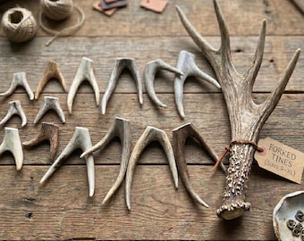 Forked Deer Antler Tips – Premium A Grade, Crafting Supplies