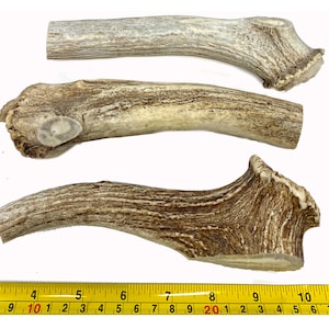 May include: Three antler dog chews of varying sizes and colors. The chews are all natural and have a rough texture. The chews are measured with a tape measure, showing the largest chew is approximately 10 inches long.