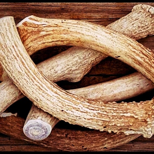 Bulk by the Pound Deer Antlers for Dogs Naturally Shed Etsy