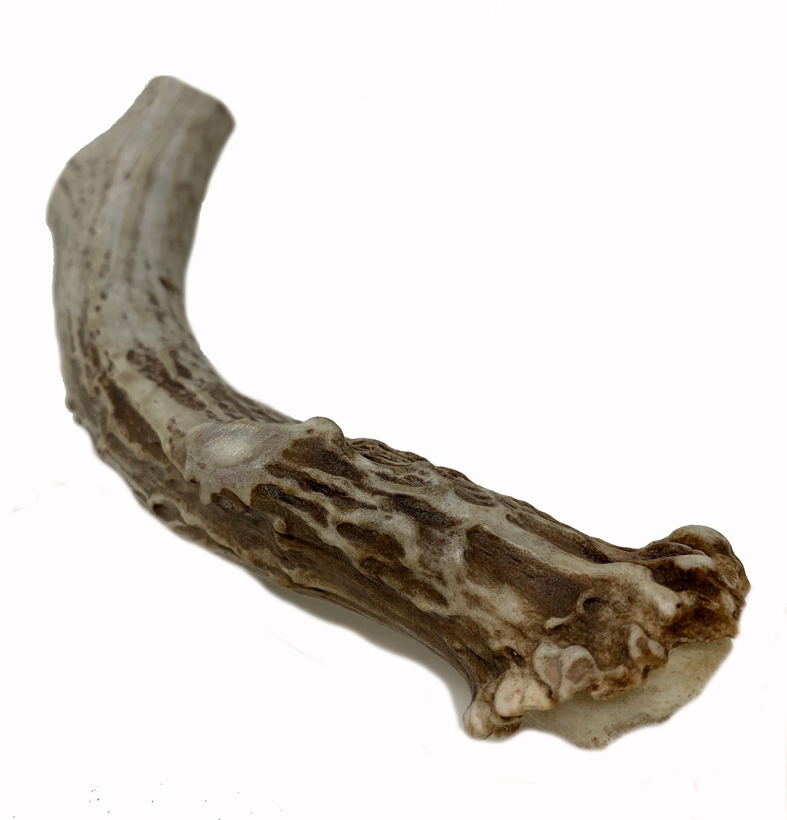 LARGE 7 Deer Antler for Dogs All Natural Dog Chew Etsy