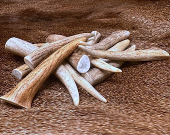 Polished Antler Tips for Jewelry Making - Grade A - Choose Size & Quantity