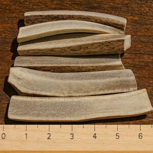 Pu&ograve; includere: Cinque masticatori di corna di cervo naturali impilati su una superficie di legno. I masticatori sono di varie dimensioni e forme, con un righello in primo piano che mostra le misure in centimetri.