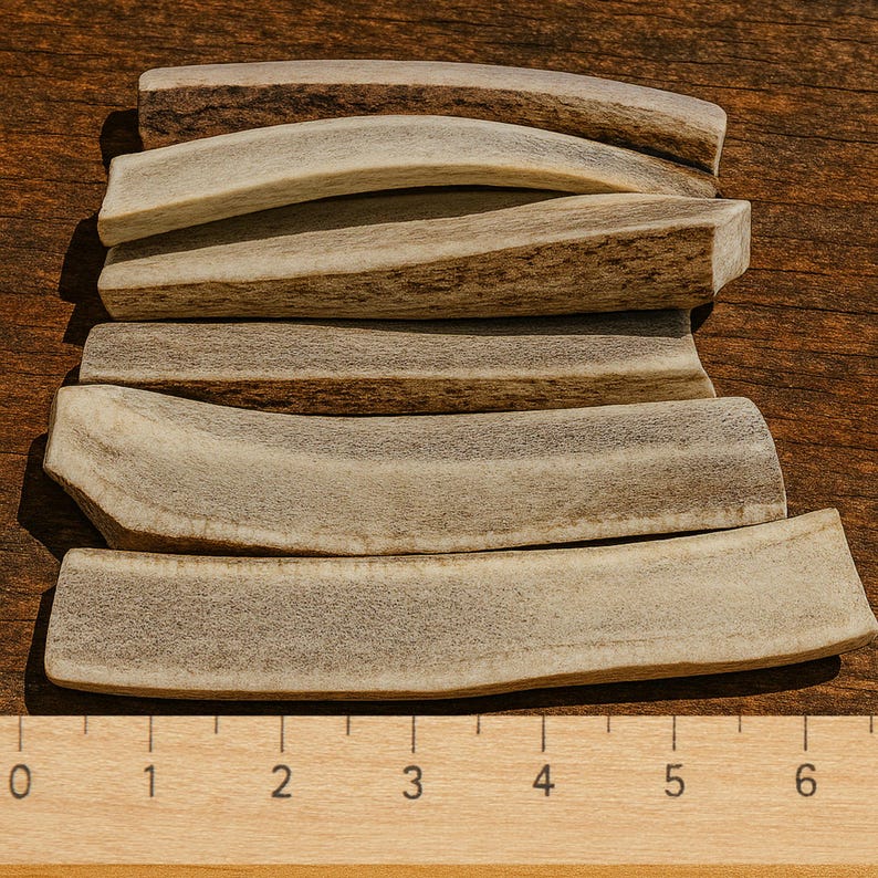 Pu&ograve; includere: Cinque masticatori di corna di cervo naturali impilati su una superficie di legno. I masticatori sono di varie dimensioni e forme, con un righello in primo piano che mostra le misure in centimetri.